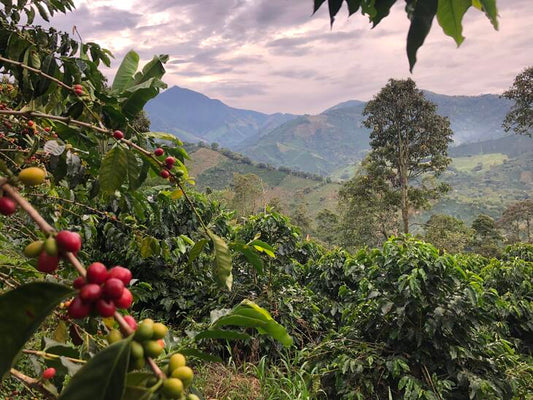 From Commercial Convenience to Specialty Excellence: Navigating the World of Coffee Beans